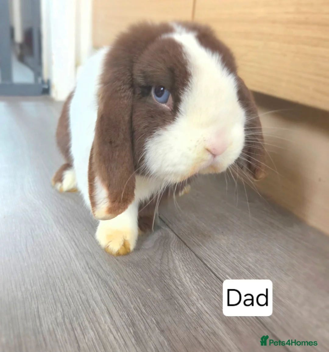 Mini Lop rabbits for sale: Purebred Mini Lop Bunnies - Advert 4