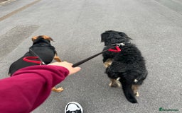 Huntaway dogs for sale: New Zealand Huntaway Puppies  - Image 13