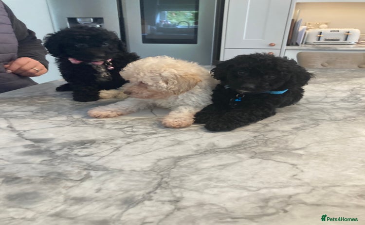 Poodle dogs - Advert 2