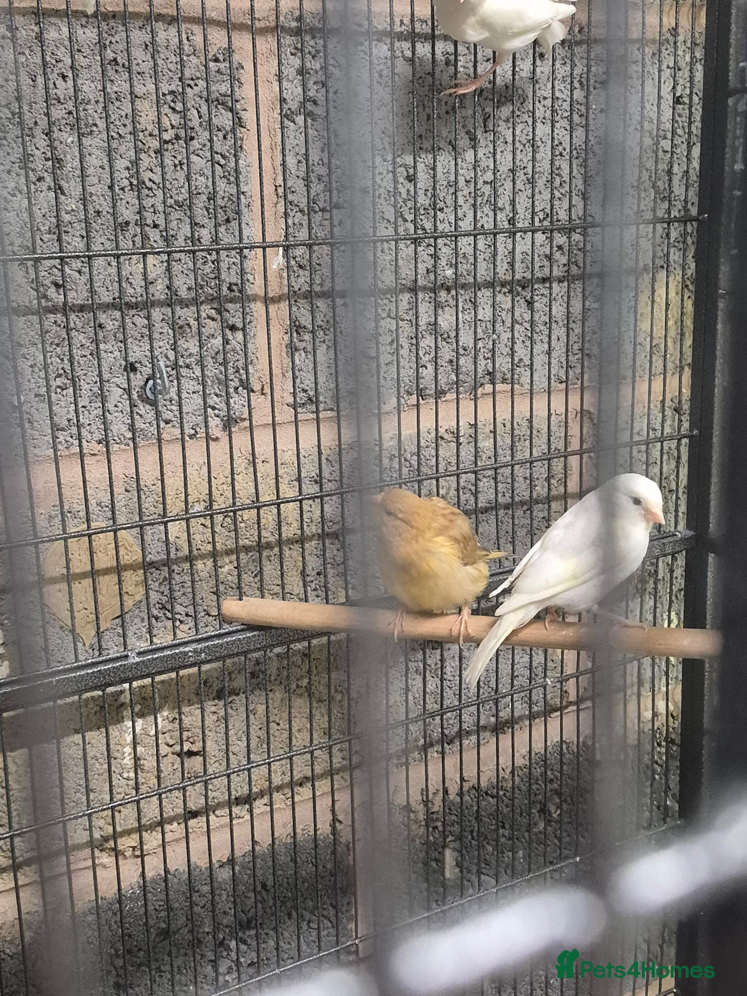 Mixed Breed birds Cannry and cage  - Advert 10