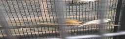 Mixed Breed birds for sale: Cannry and cage  - Advert 1