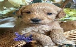 Mini Goldendoodle dogs for sale: Health tested Minature dark red/golden doodles  - Image 14
