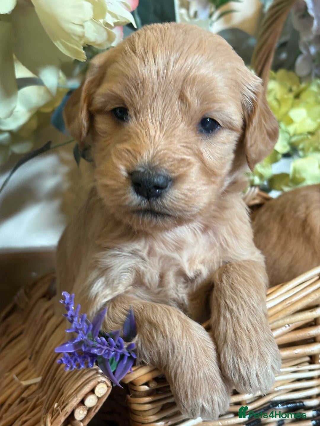 Mini Goldendoodle dogs for sale: Health tested Minature dark red/golden doodles  - Image 14