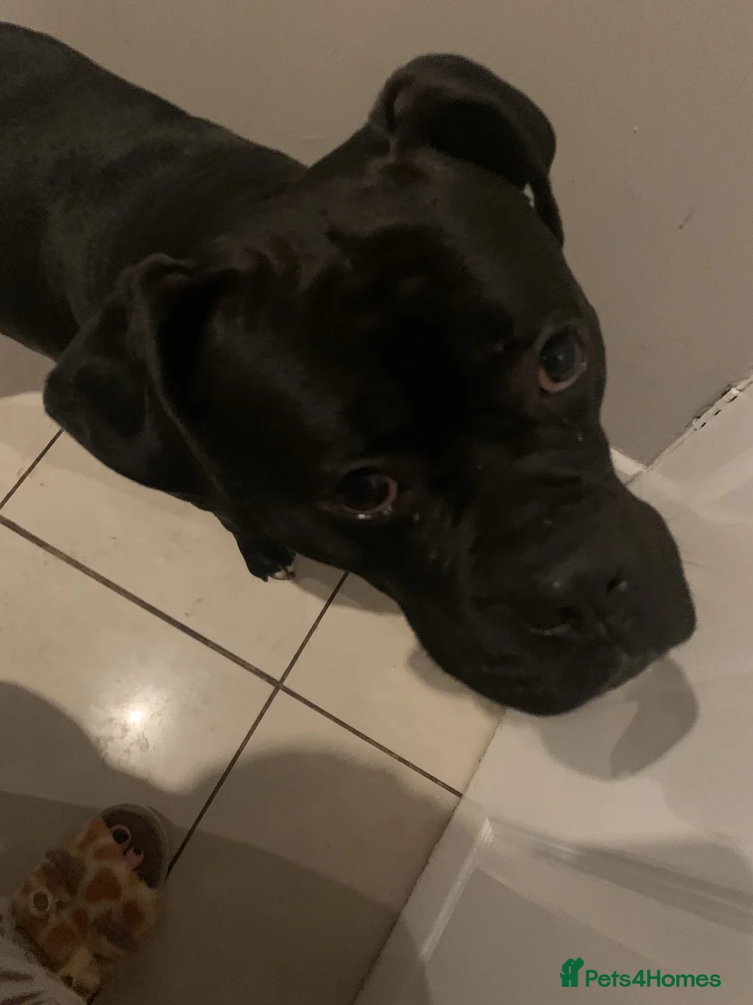 Mixed Breed dogs for sale: Bull-Boxer in Wolverhampton - Advert 1