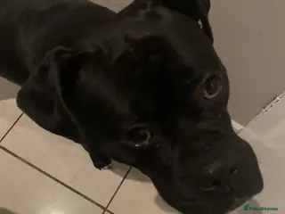 Mixed Breed dogs Bull-Boxer - Advert 11