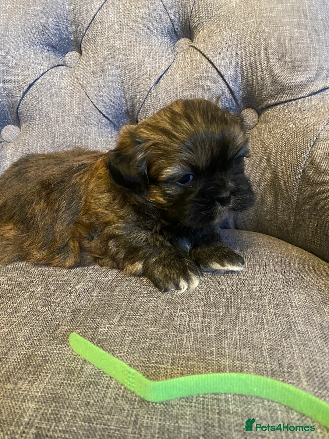 Shih Tzu dogs for sale: pure breed shih tzu puppy , only 1 left - Advert 16