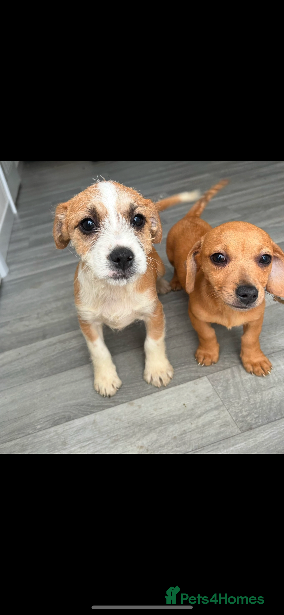Mixed Breed dogs for sale: Jack Russell puppies ready to leave  - Advert 12