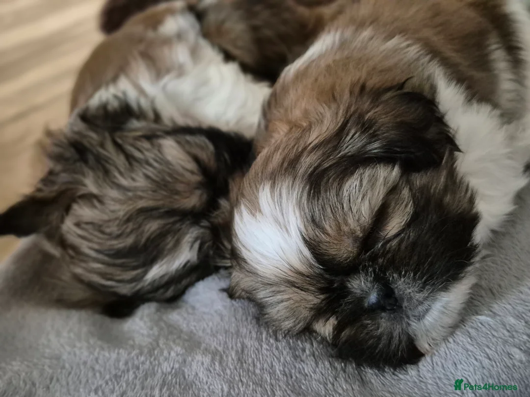 Shih Tzu dogs for sale: KC Registered Shih Tzu Puppies - Home Raised - Advert 13