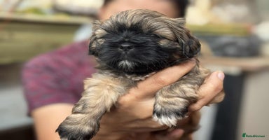 Shih Tzu dogs - Advert 14