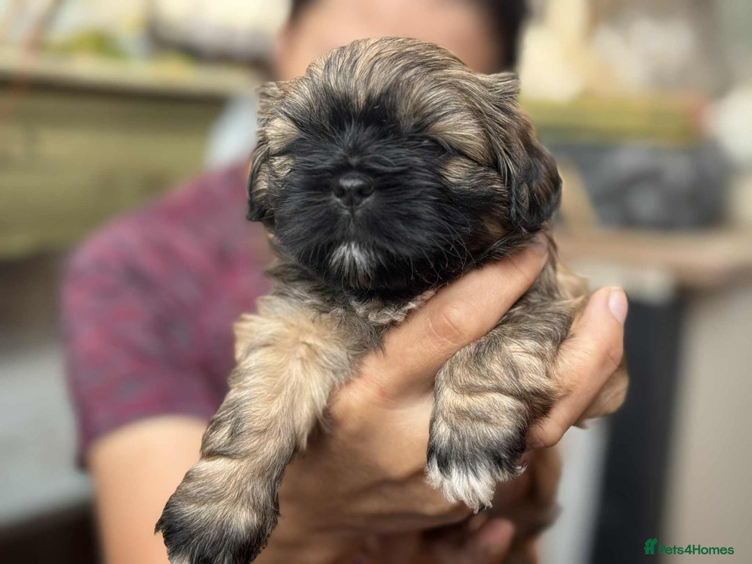 Shih Tzu dogs for sale: Shih Tzu puppies - Image 3