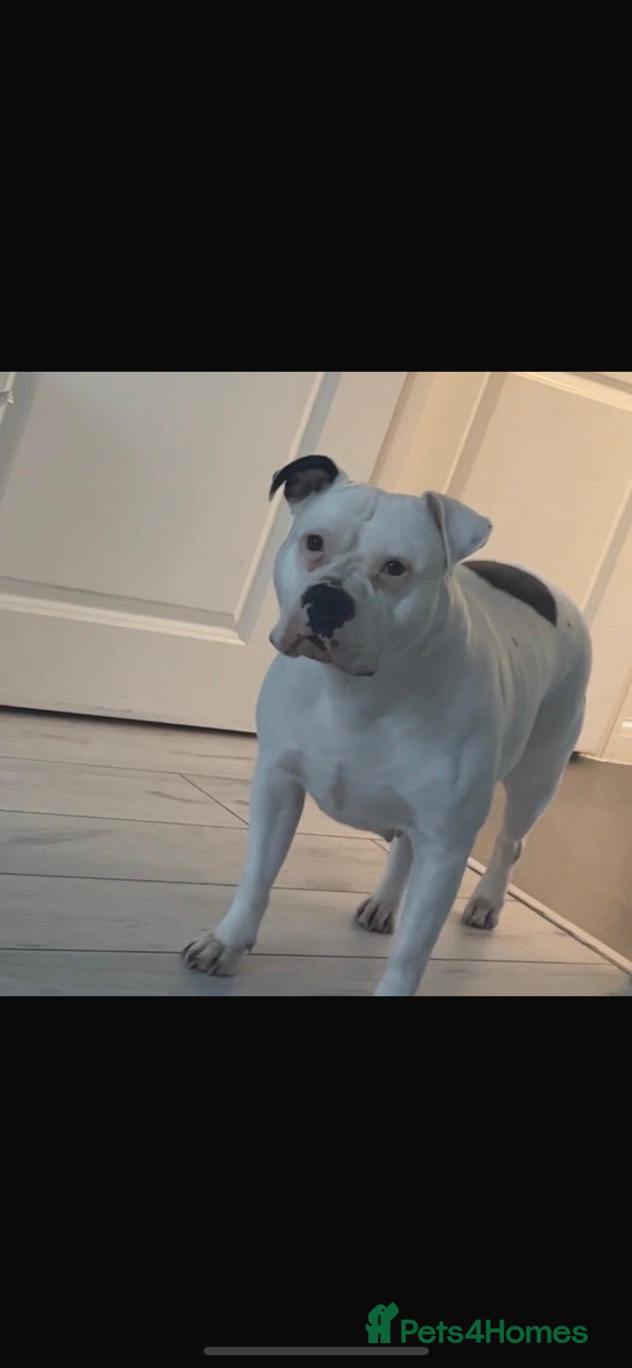 Mixed Breed dogs Needs rehoming  - Advert 2