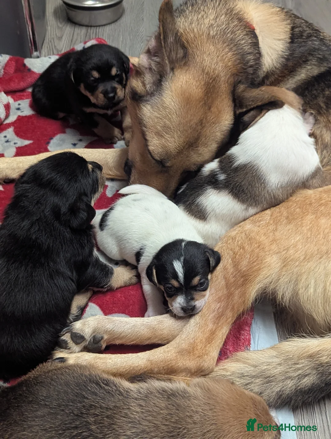 Mixed Breed dogs for sale: German shepherd and jug mixed puppies - Advert 11