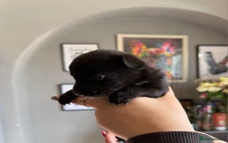 Mixed Breed dogs for sale: 9 beautiful dachshund cross poms - Image 8