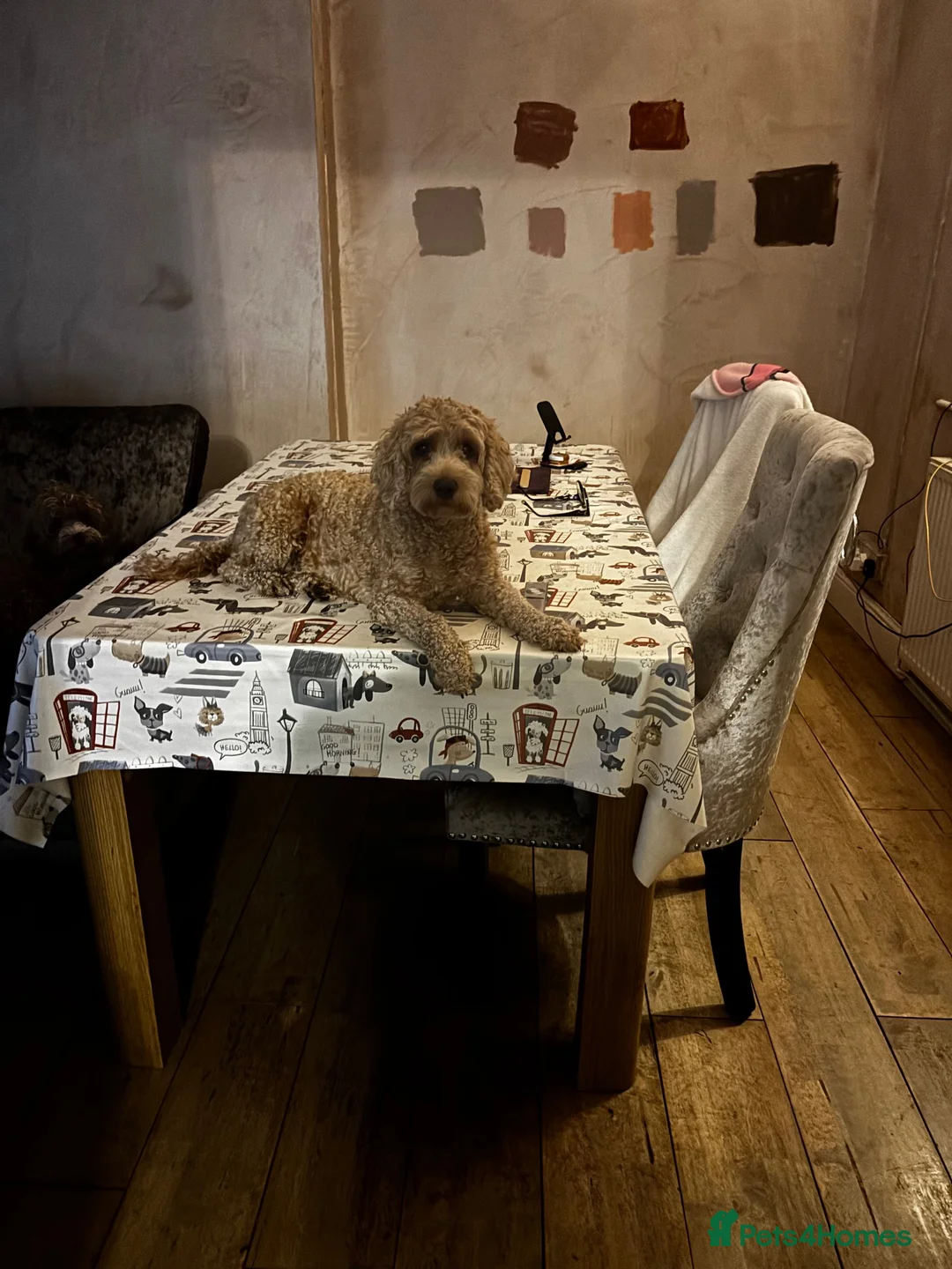 Cockapoo dogs for sale: Cockapoo girl Sadly looking for her forever home  in King's Lynn - Advert 2