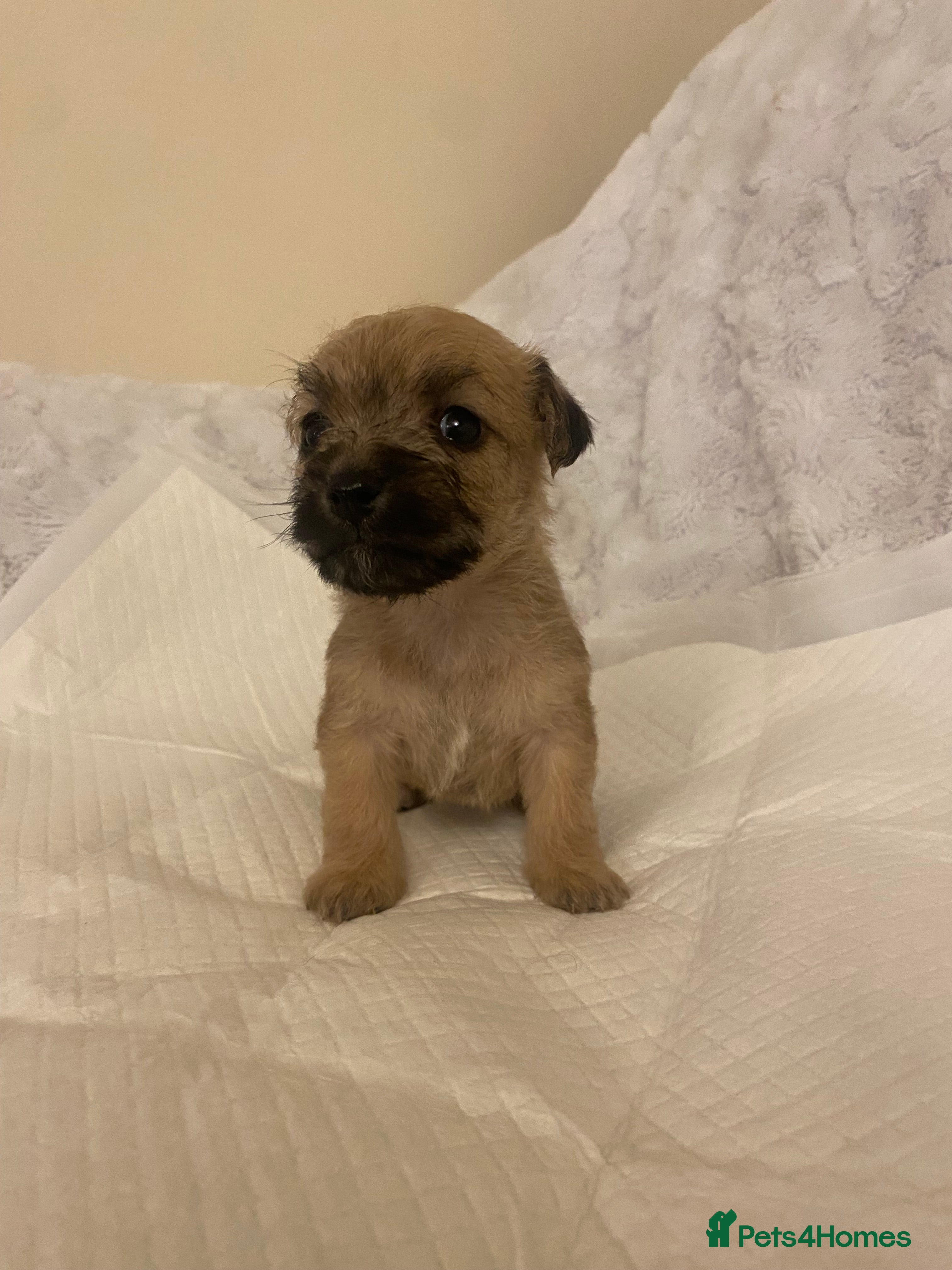 Jackapoo dogs Jackapoo puppies  - Advert 11