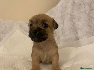 Jackapoo dogs Jackapoo puppies - Advert 2