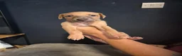 Whippet dogs for sale: K.c whippet  - Advert 3