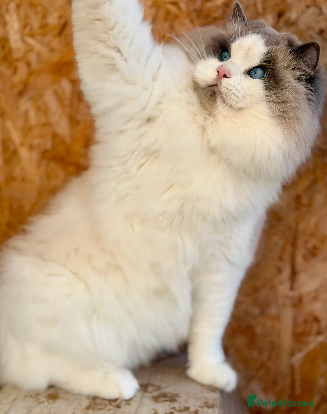 Ragdoll cats for stud: GCCF and TICA registered stud in Feltham - Advert 5