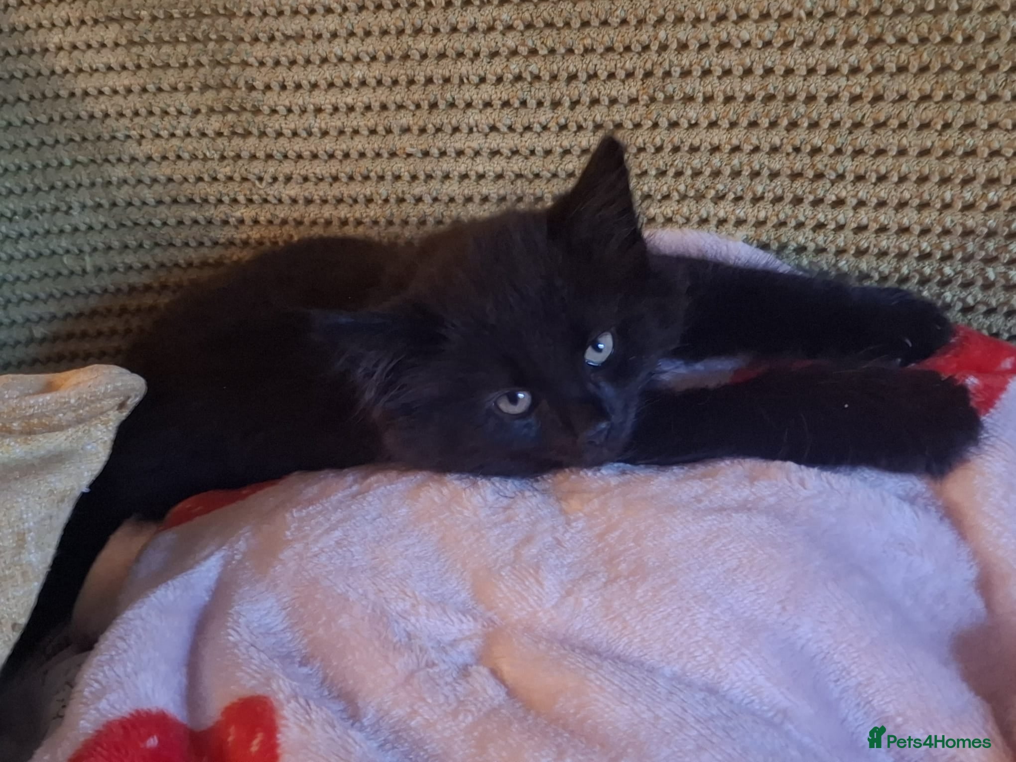 Mixed Breed cats Beautiful Kittens 😻 - Advert 1