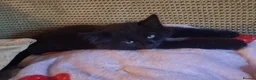 Mixed Breed cats for sale: Lovely Kittens 😻 - Advert 12