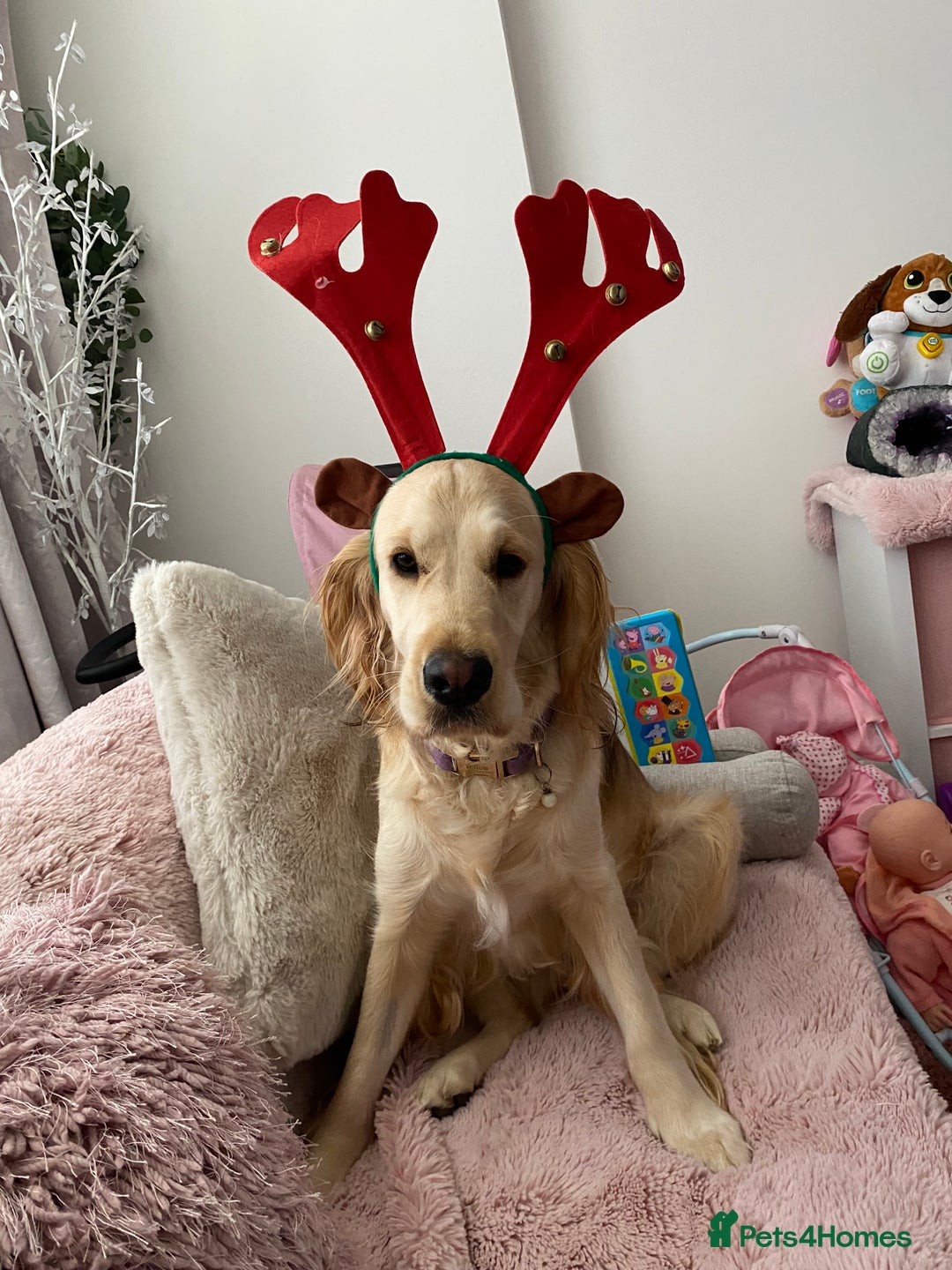 Mixed Breed dogs for sale: Golden Retriever cross Cocker Spaniel - Image 6