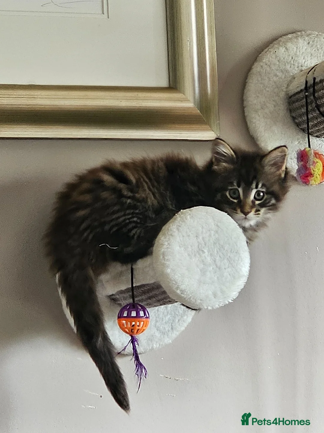 Maine Coon cats for sale: Beautiful Female Maine coon cross  - Advert 2