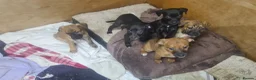Mixed Breed dogs for sale: Staffy X cain corso  - Advert 5