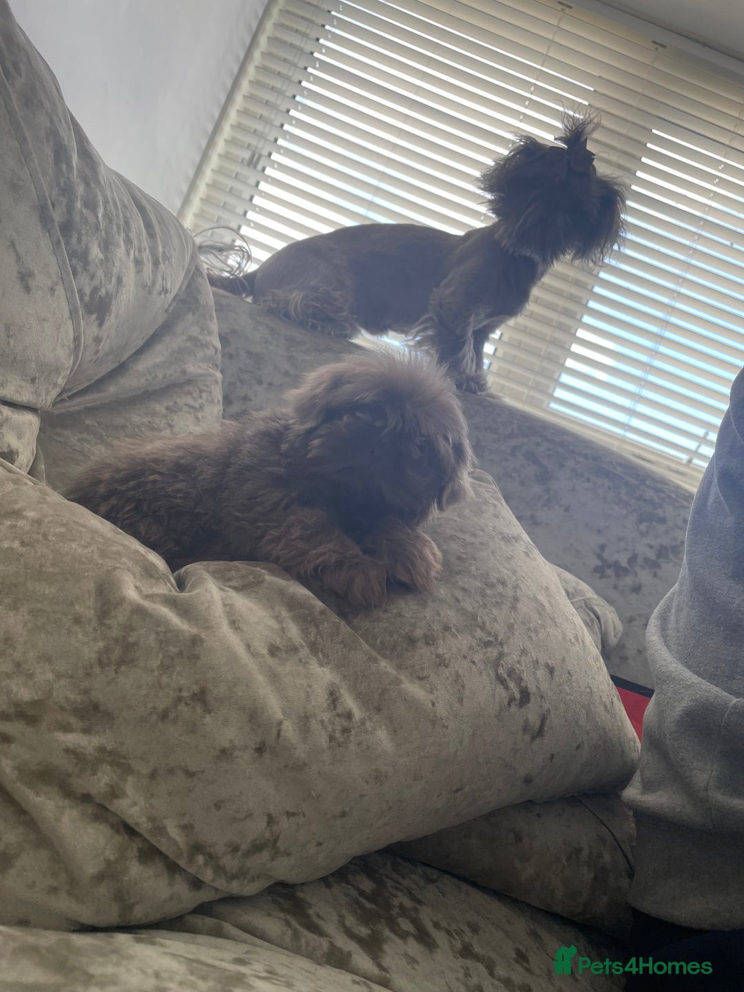Shih Tzu dogs for sale: Tiny small lilac imperial babies - Image 1