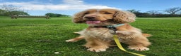 Cocker Spaniel dogs for sale: Stunning KC Registered Show Cocker Spaniel Puppies - Advert 8