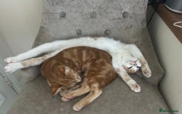 Domestic Shorthair cats for sale: Must stay together-  male & female kittens - Image 4