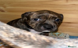 Staffordshire Bull Terrier dogs for sale: Female Staffordshire Bull Terrier Pups - Image 5