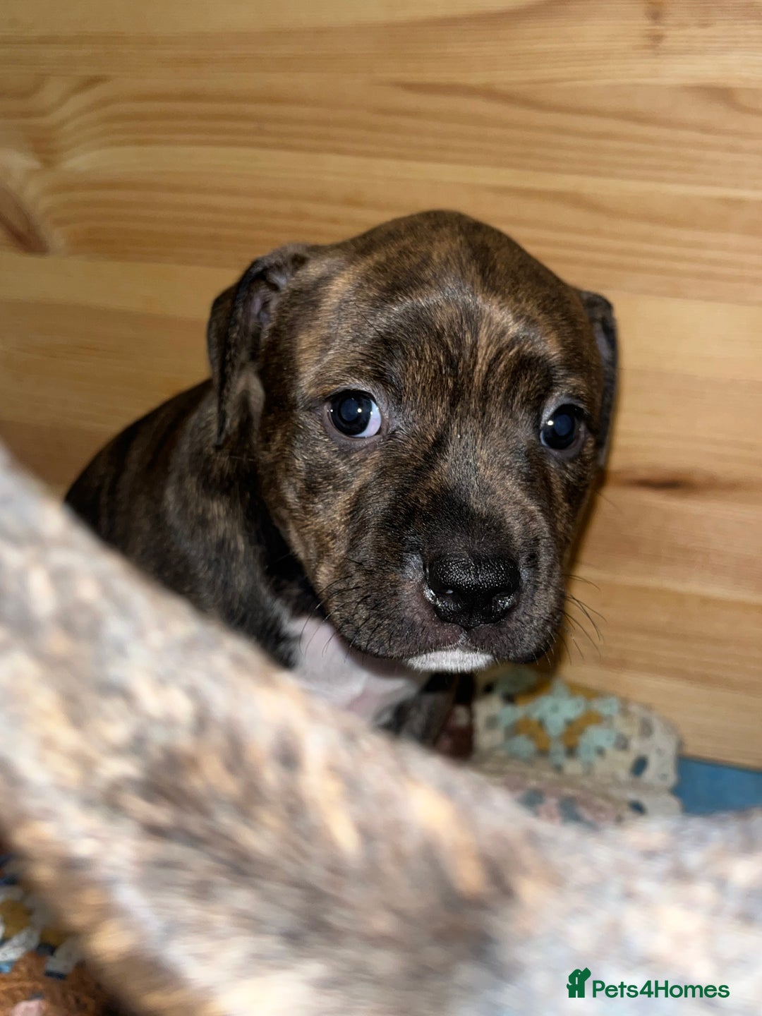 Staffordshire Bull Terrier dogs for sale: Female Staffordshire Bull Terrier Pups - Image 5