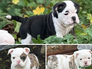 English Bulldog dogs 🌟 health tested parents 🌟 Ready Now!🌟 - Advert 3