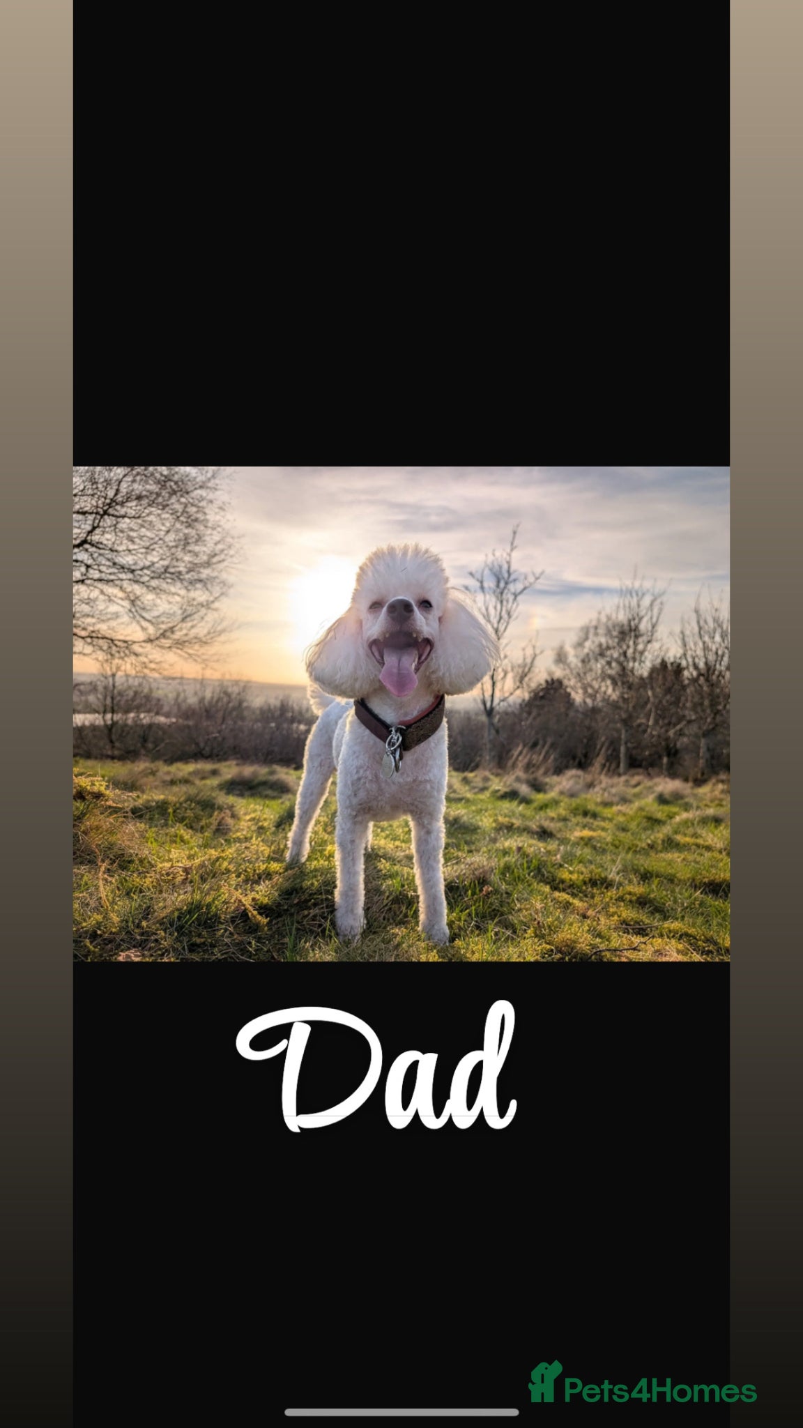 Mixed Breed dogs Spanish water dog/miniature poodle  - Advert 2