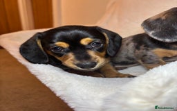 Miniature Dachshund dogs for sale: Miniature long and smooth coated Dachshunds - Image 10