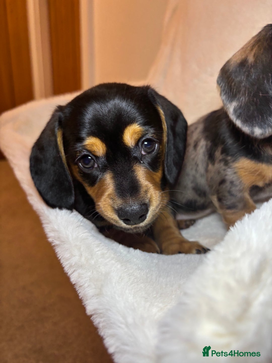 Miniature Dachshund dogs for sale: Miniature long and smooth coated Dachshunds - Image 10