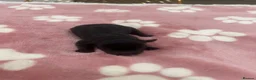 Chiweenie dogs for sale: 4 Gorgeous Chiweenies - 3 Girls 1 Boy  - Advert 8