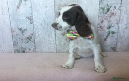 Cocker Spaniel dogs for sale: Well socialised Pedigree Cocker pups - Image 6
