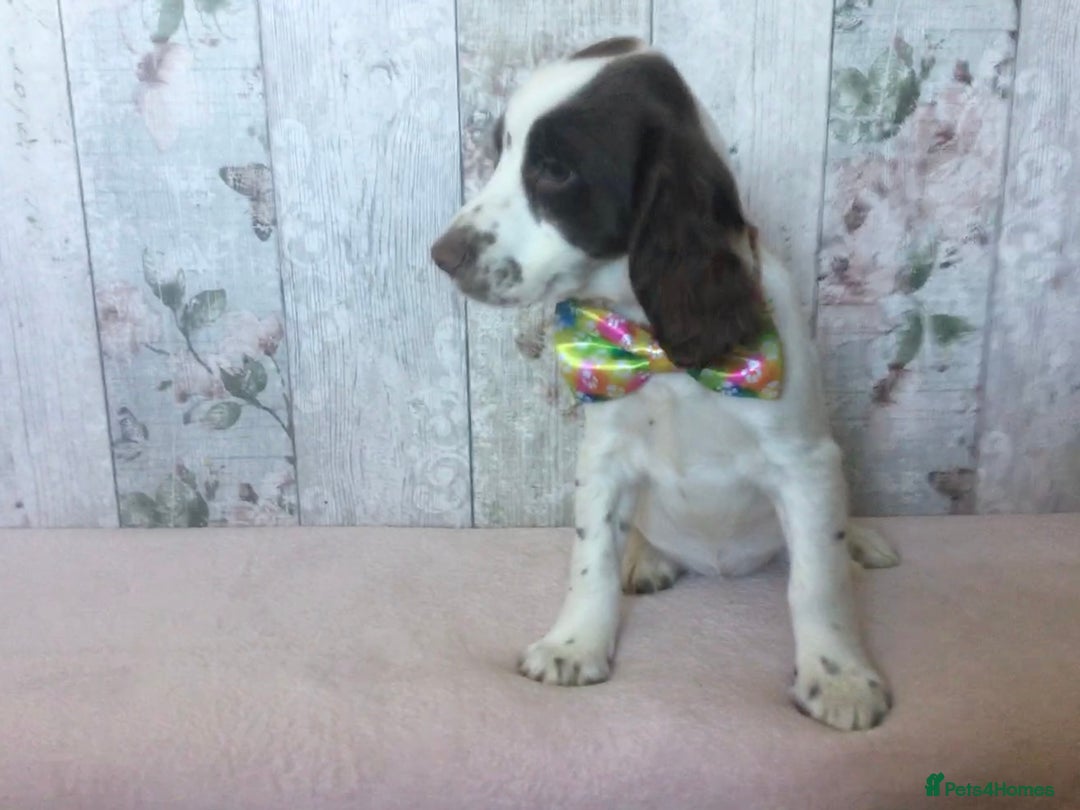 Cocker Spaniel dogs for sale: Well socialised Pedigree Cocker pups - Image 6