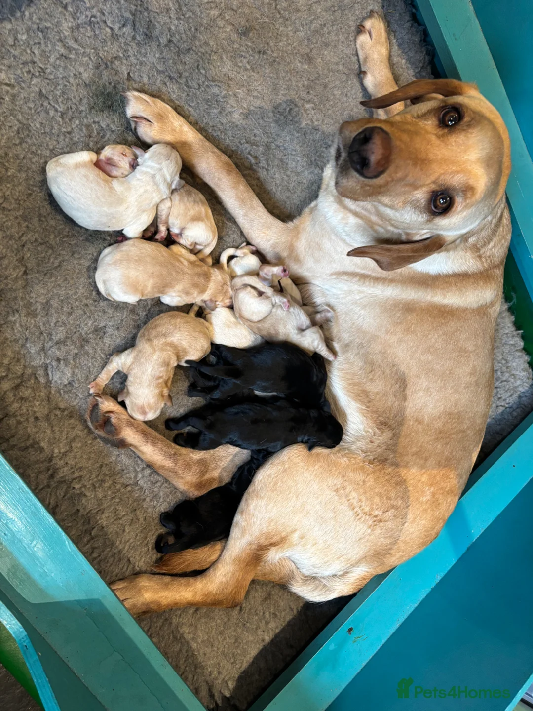 Labrador Retriever dogs for sale: Working Labrador pups - Advert 15