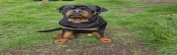 Rottweiler dogs for sale: 🐾 KC Rottweiler Puppies– Family Raised – 27th Jun in Knaresborough - Advert 16