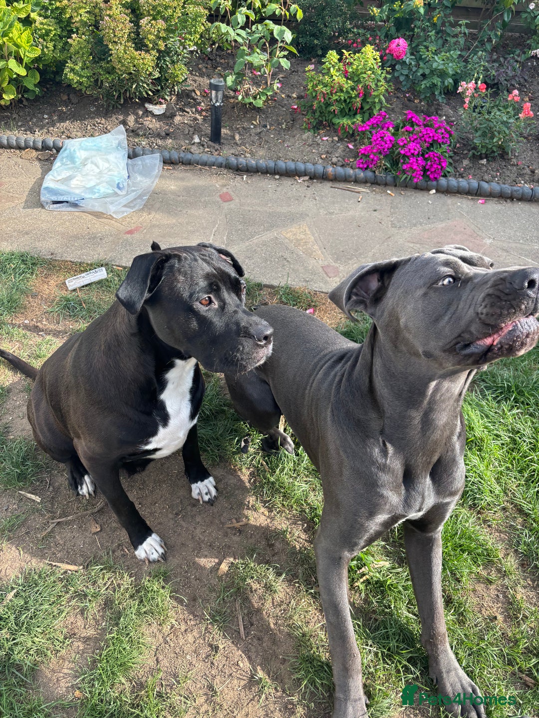 Cane Corso dogs for sale: Cane corso pups  - Image 13