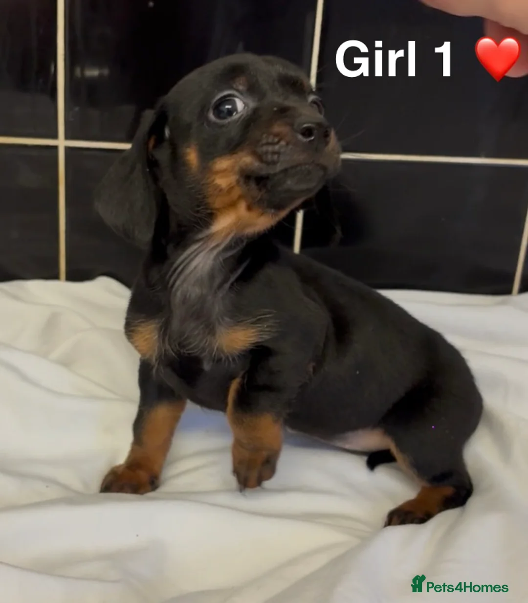 Jackshund dogs for sale: ‼️Beautiful Litter Of Jackshunds ‼️ - Advert 2