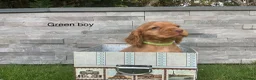 Cocker Spaniel dogs for sale: Hereditary clear working cocker spaniels - Advert 4