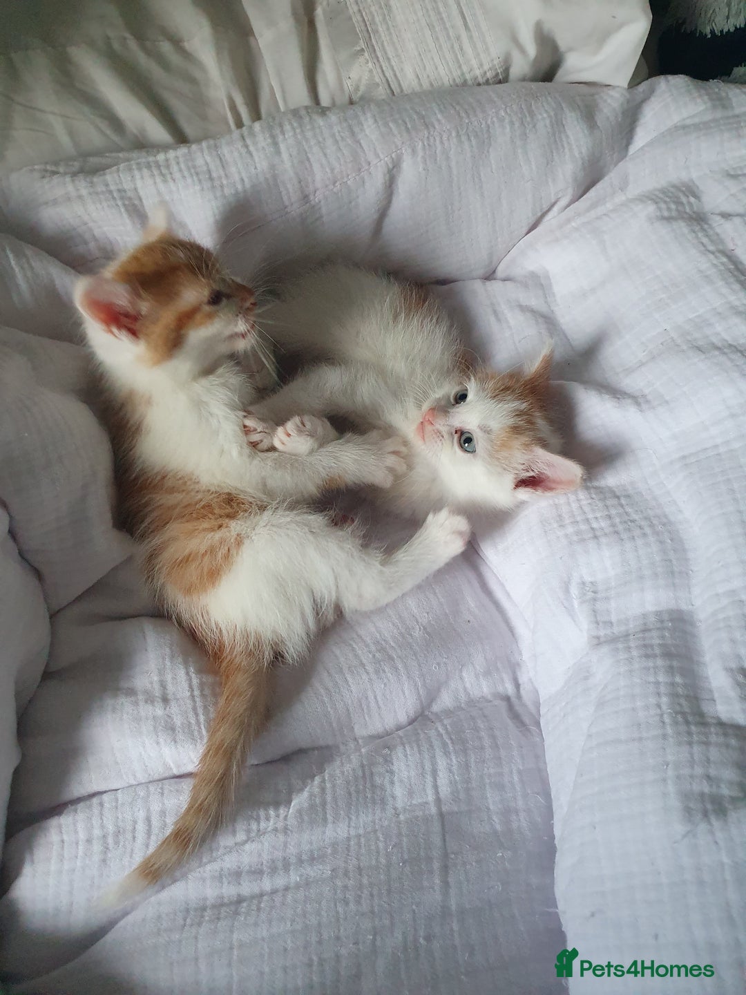 Mixed Breed cats for sale: Playful Ginger & White Kittens  - Advert 7