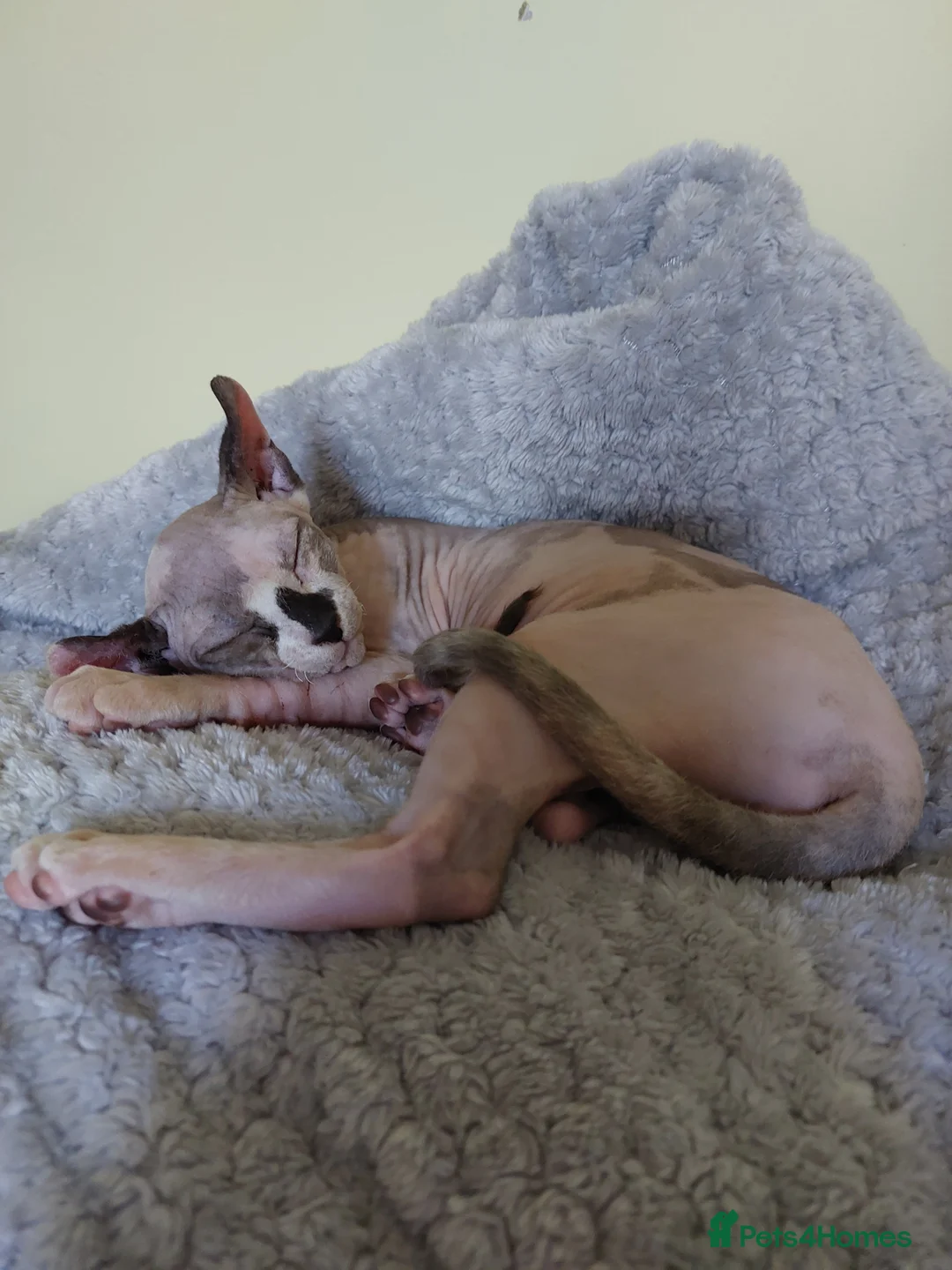 Sphynx cats for sale: Female sphynx  - Advert 2