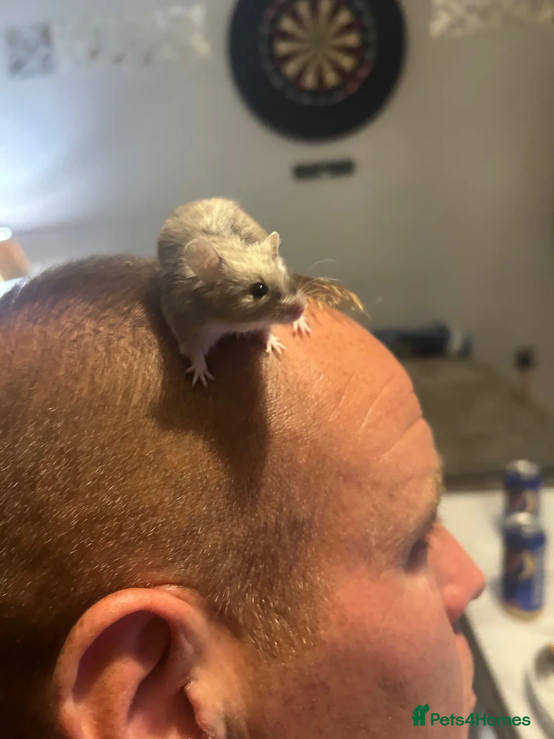 Mouse rodents for sale: Fancy mice for free - Advert 2