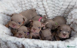 English Bulldog dogs for sale: For sale: 7 English Bulldog Puppies - Image 1