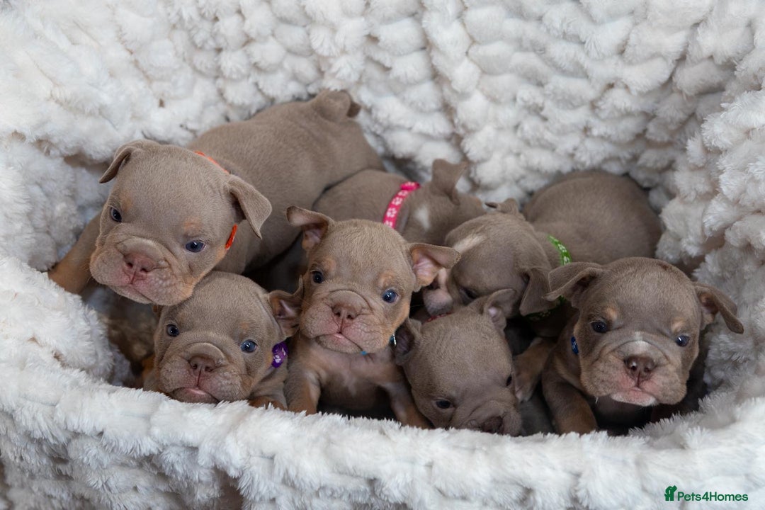 English Bulldog dogs for sale: For sale: 7 English Bulldog Puppies - Image 1