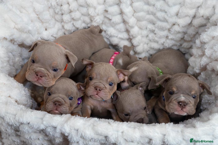 English Bulldog dogs - Advert 4